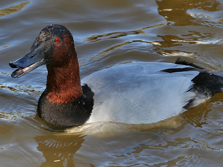 Canvasback - ML106033801