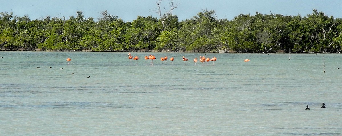 American Flamingo - ML106034441