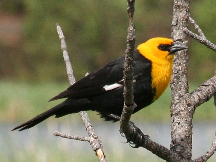 Yellow-headed Blackbird - ML106034581