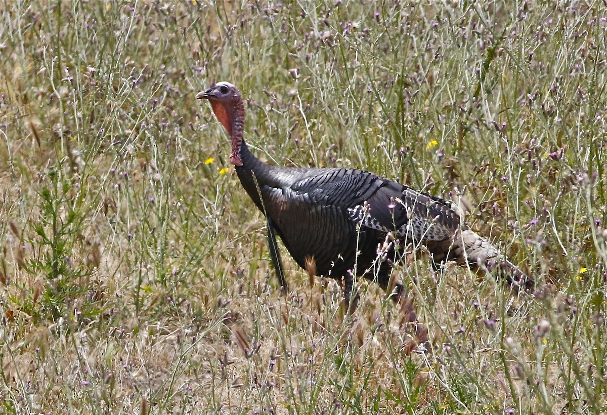 Wild Turkey - ML106035971