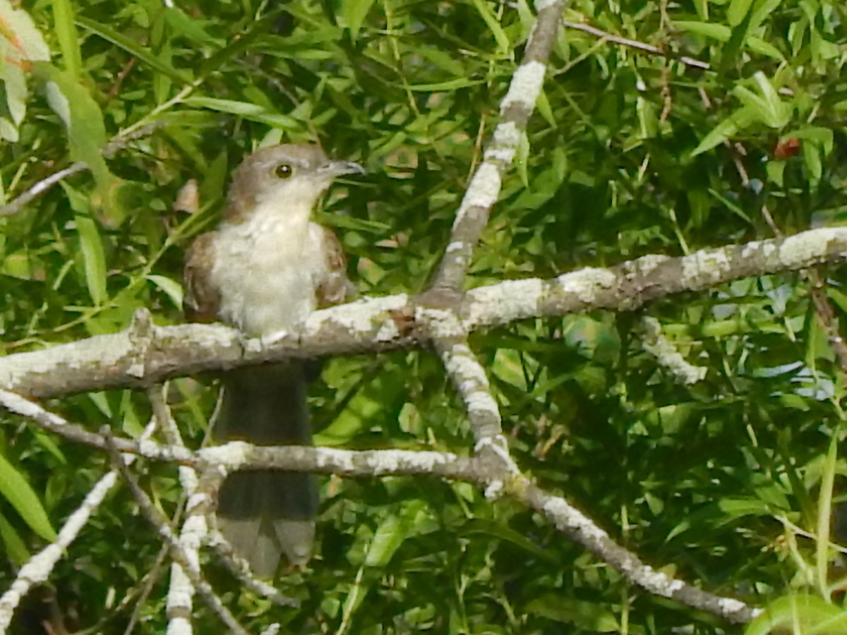 Black-billed Cuckoo - Pamela Fisher