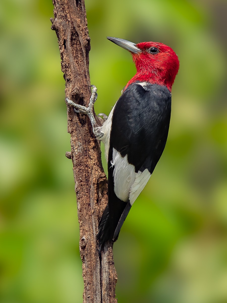 Carpintero Cabecirrojo - ML106037721