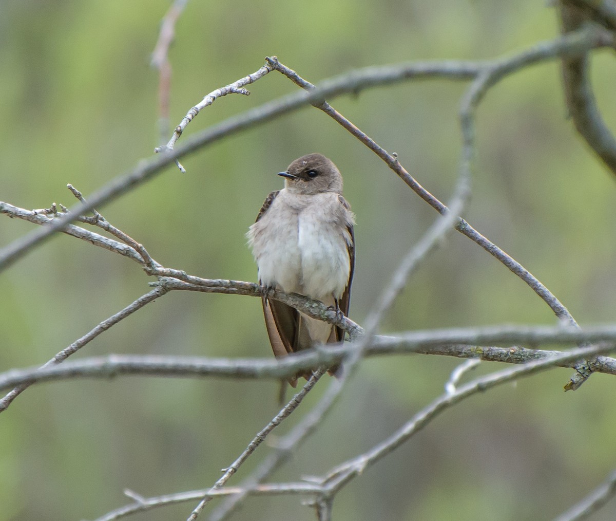 Northern Rough-winged Swallow - Damon Haan