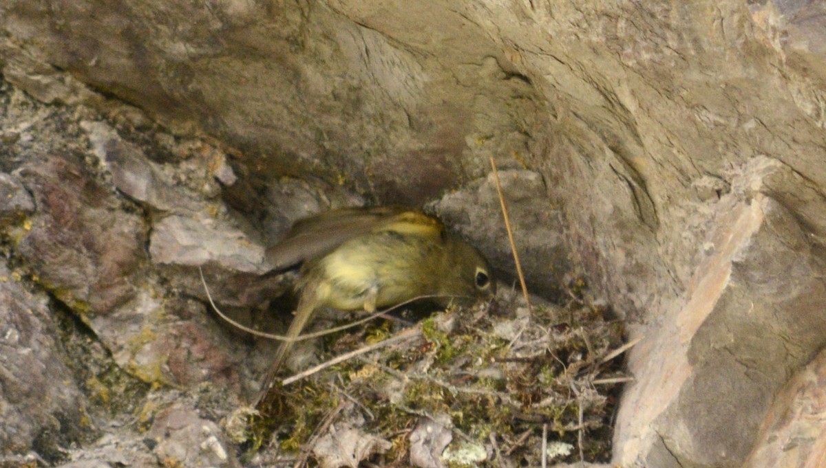 Western Flycatcher (Cordilleran) - ML106038521