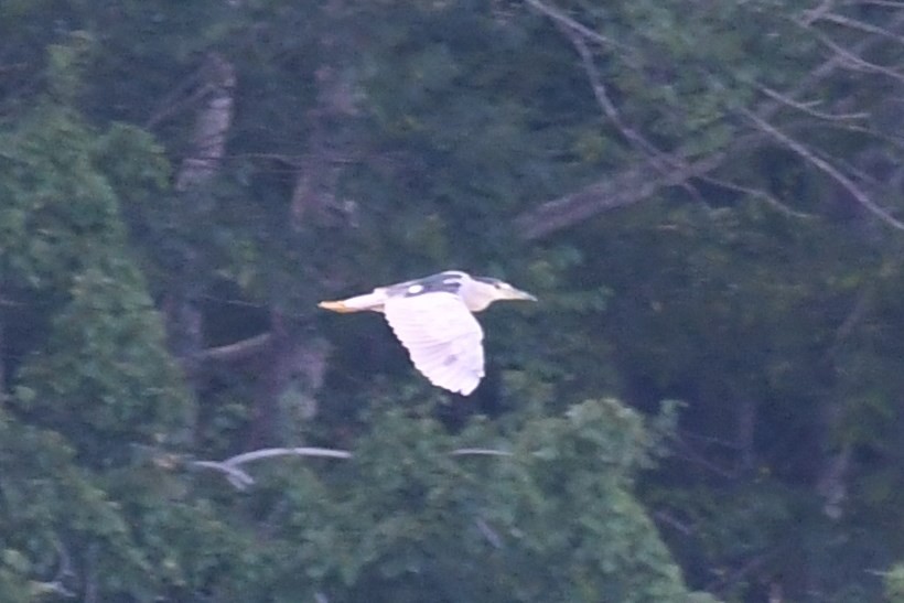 Black-crowned Night Heron - ML106038561
