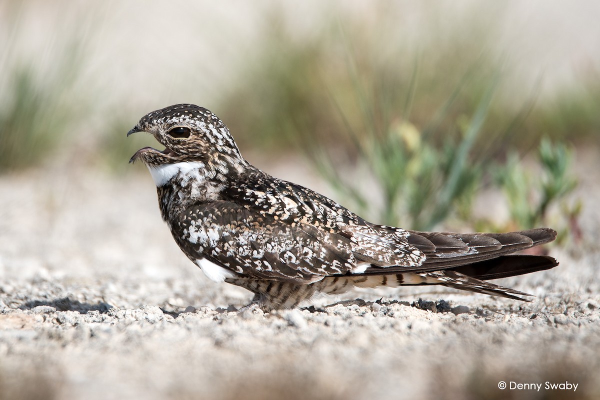 Antillean Nighthawk - ML106039761