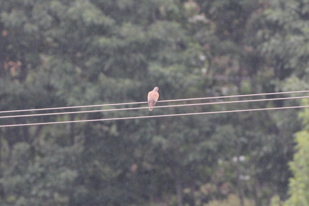 European Turtle-Dove - ML106041031