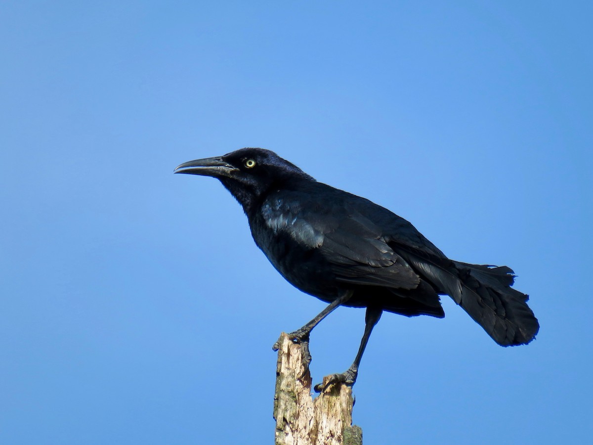 Great-tailed Grackle - John van Dort