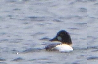 Common Goldeneye - ML106042331