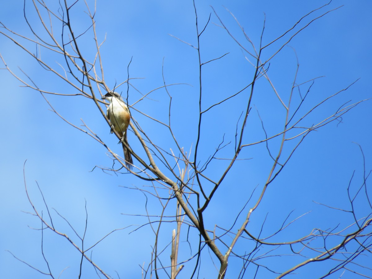 Long-tailed Shrike - ML106043031