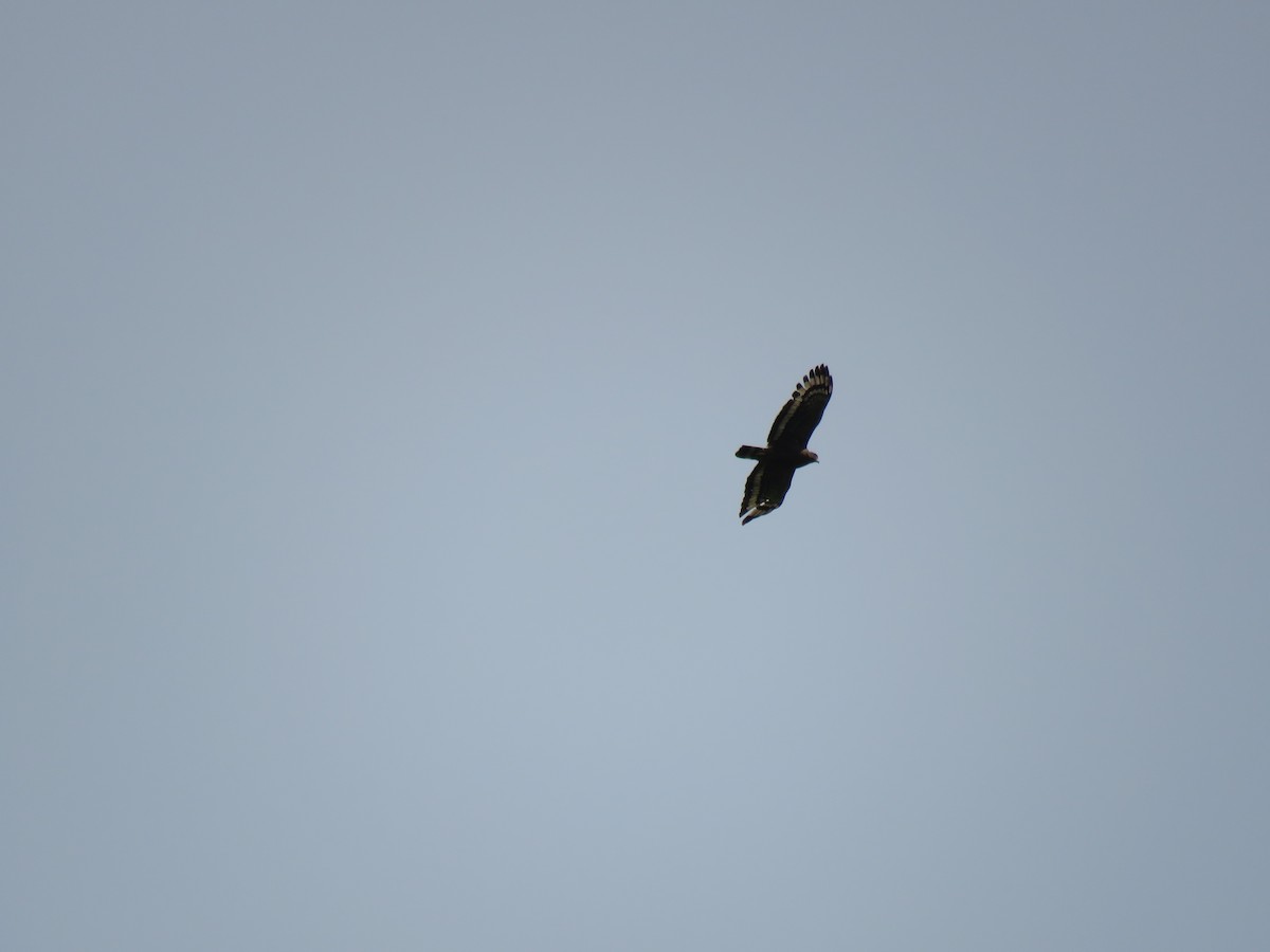 Crested Serpent-Eagle - ML106043241