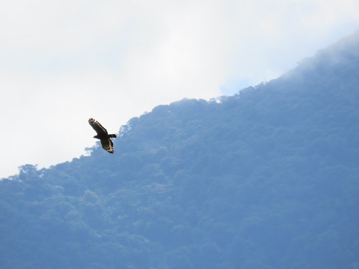 Crested Serpent-Eagle - ML106043251