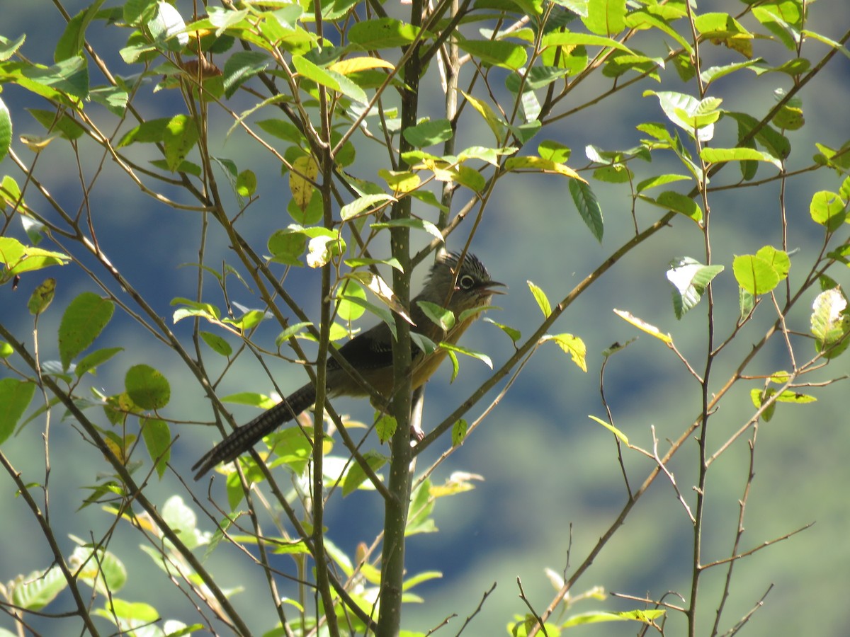 Black-crowned Barwing - Thomas Brooks