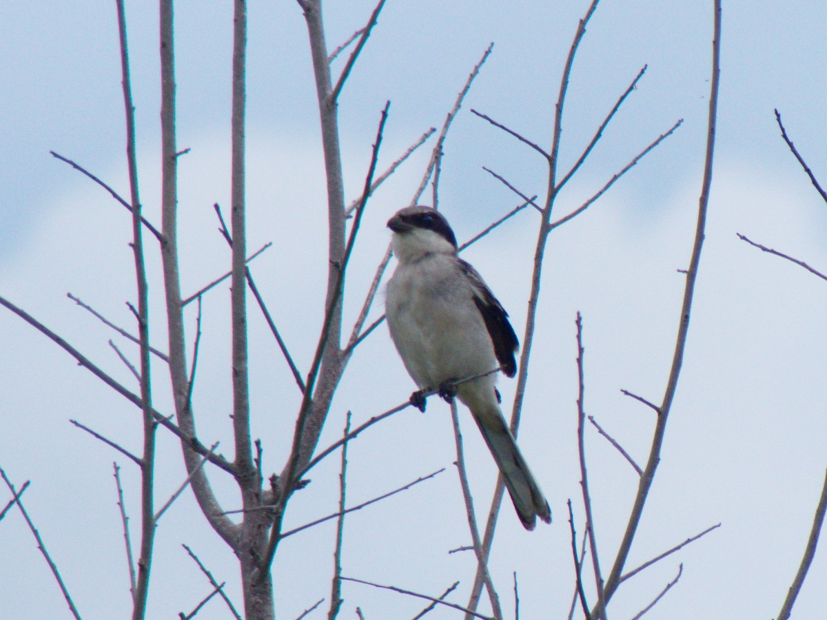 Loggerhead Shrike - ML106045291