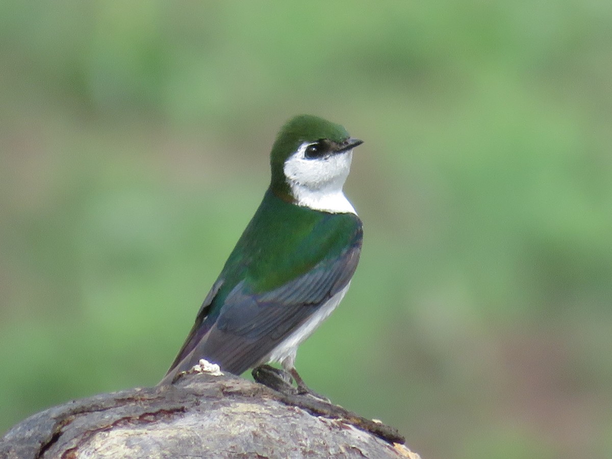 Violet-green Swallow - Ken Dayer