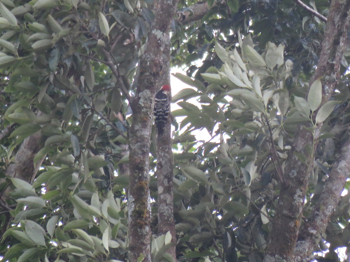 Stripe-breasted Woodpecker - Thomas Brooks