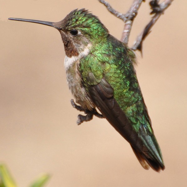 Broad-tailed Hummingbird - Matt VanWallene