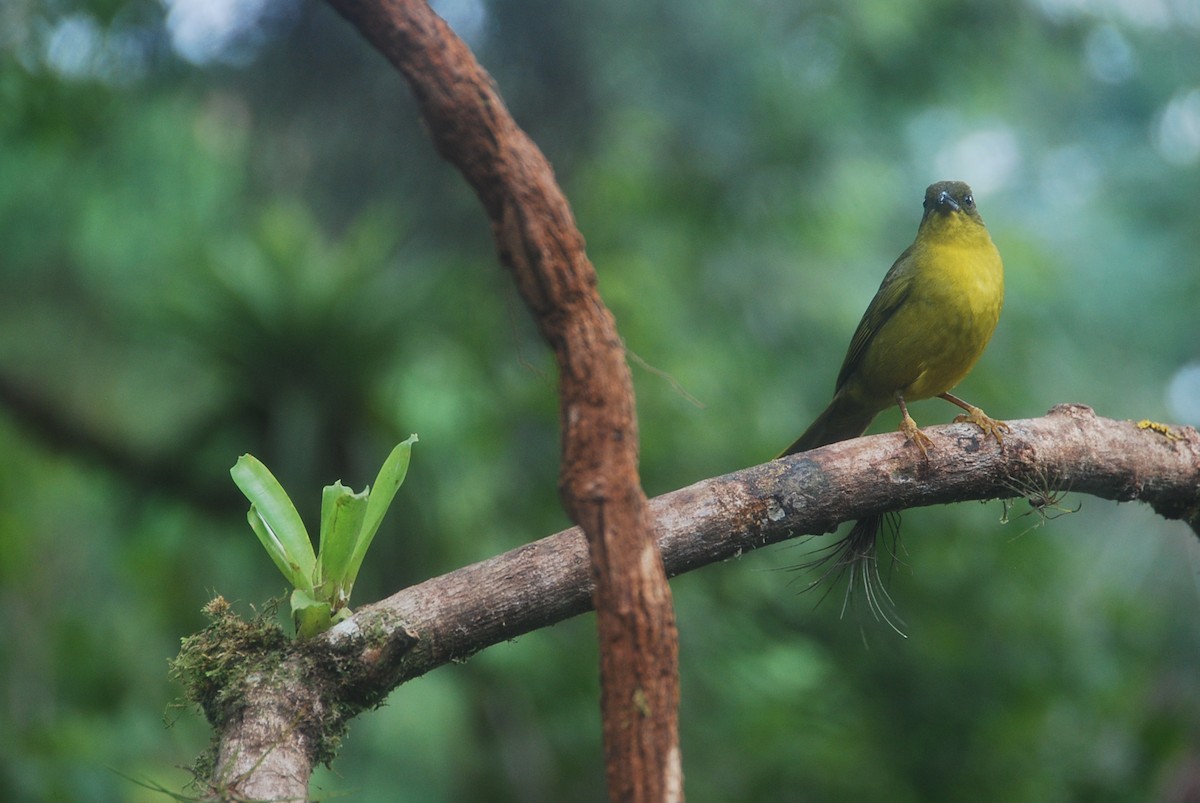 Olive-green Tanager - ML106051201