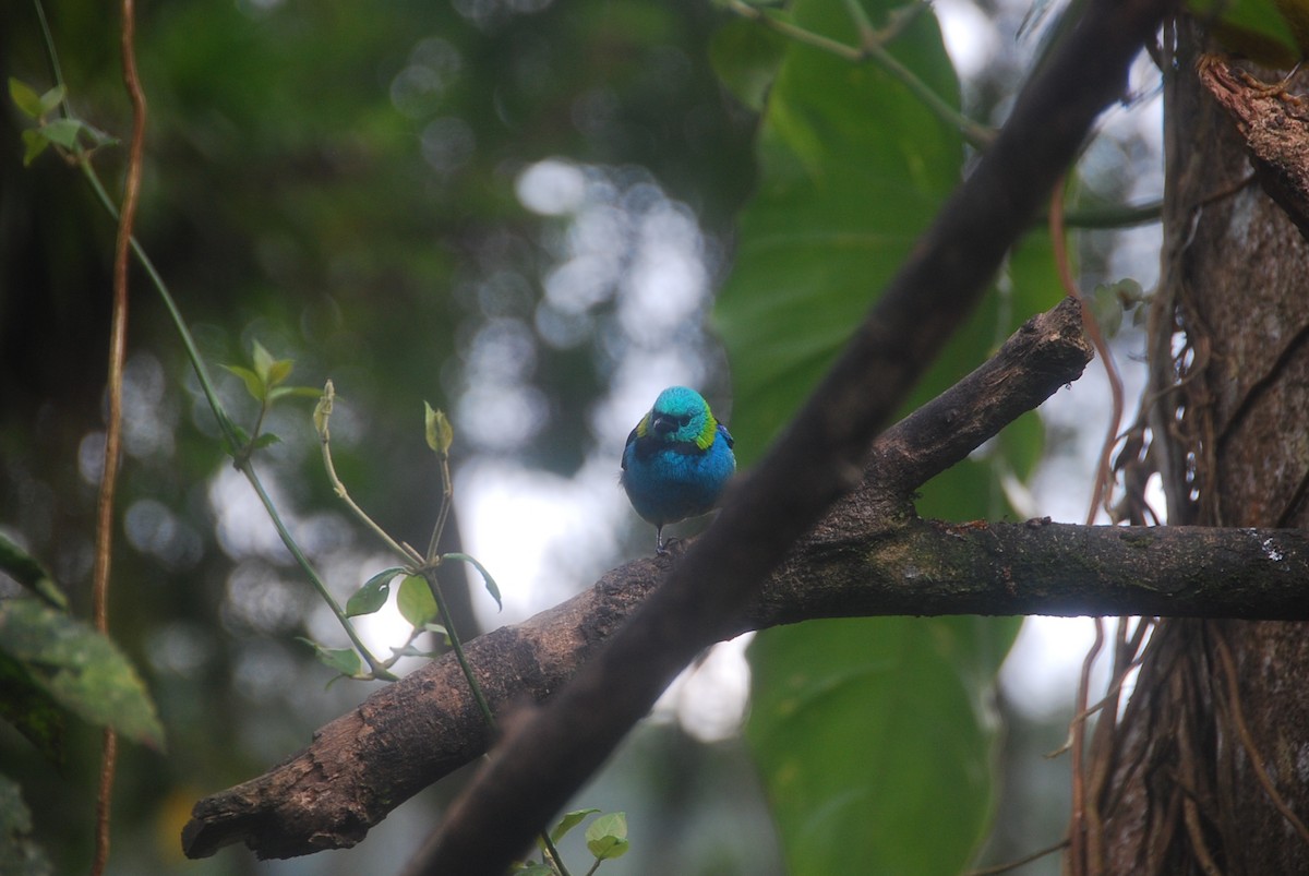 Green-headed Tanager - ML106051311