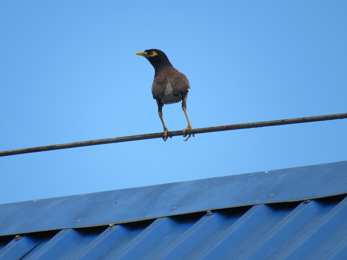 Common Myna - ML106051441