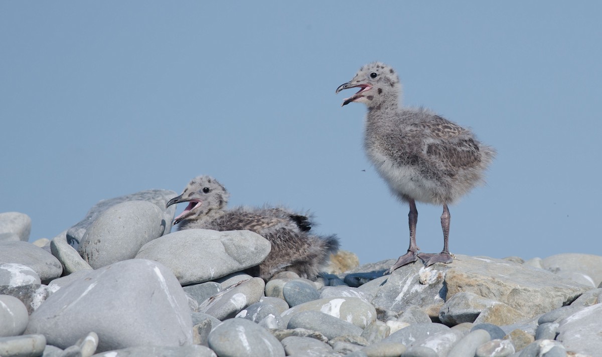 Herring Gull - ML106054051