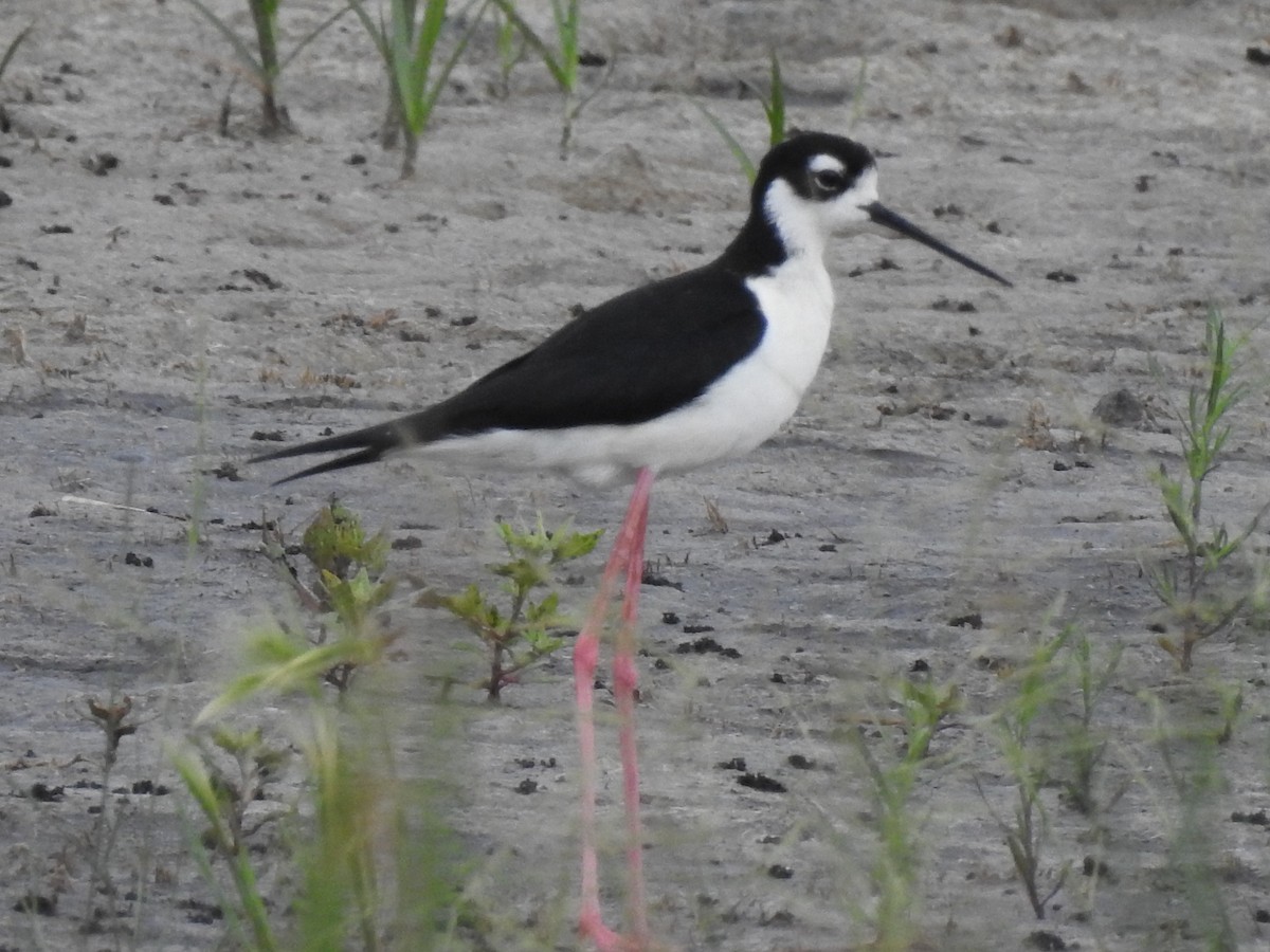 Black-necked Stilt - Dale Heinert