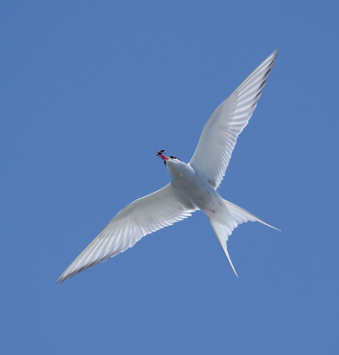 Arctic Tern - ML106055131