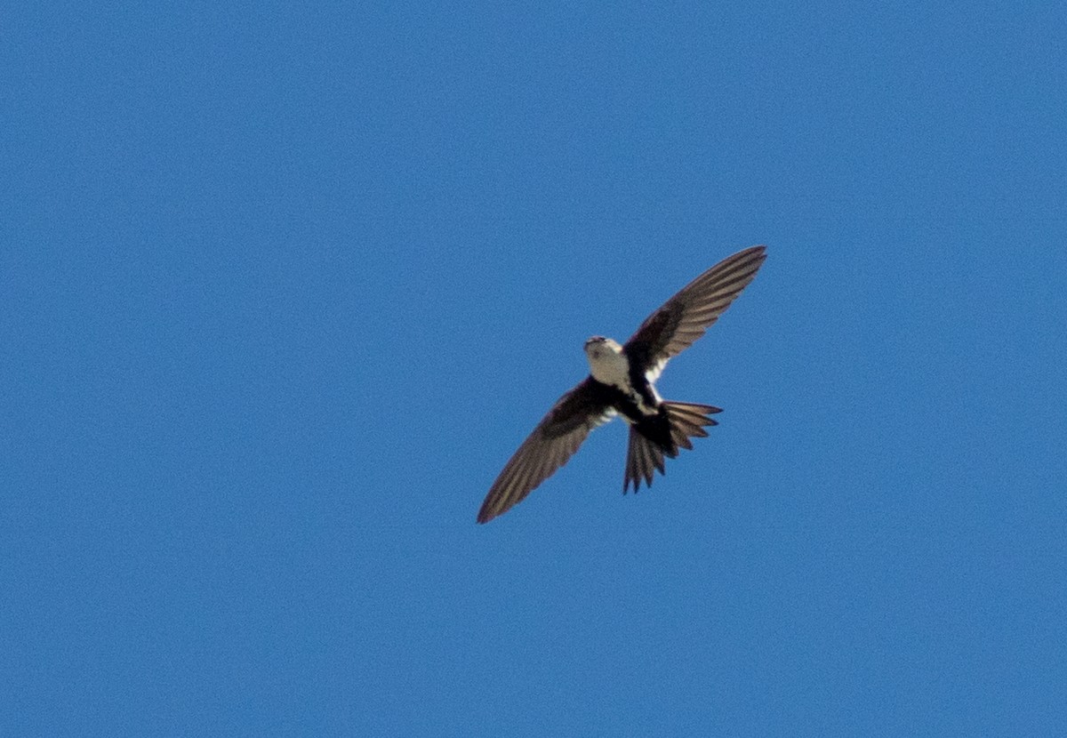 White-throated Swift - ML106056211
