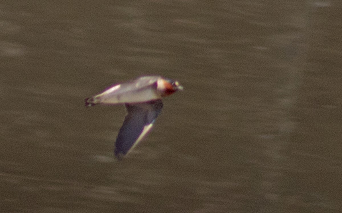 Cliff Swallow - ML106056261
