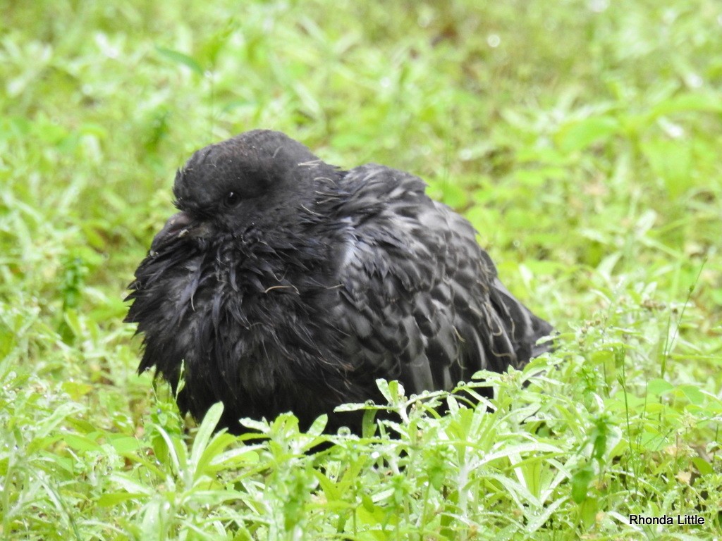 Rock Pigeon (Feral Pigeon) - ML106058361