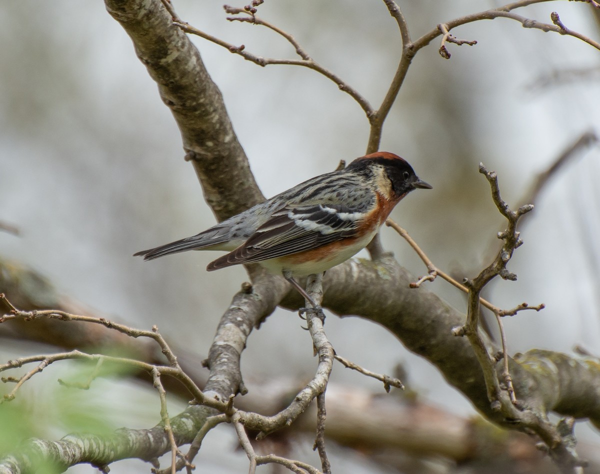 Bay-breasted Warbler - Damon Haan