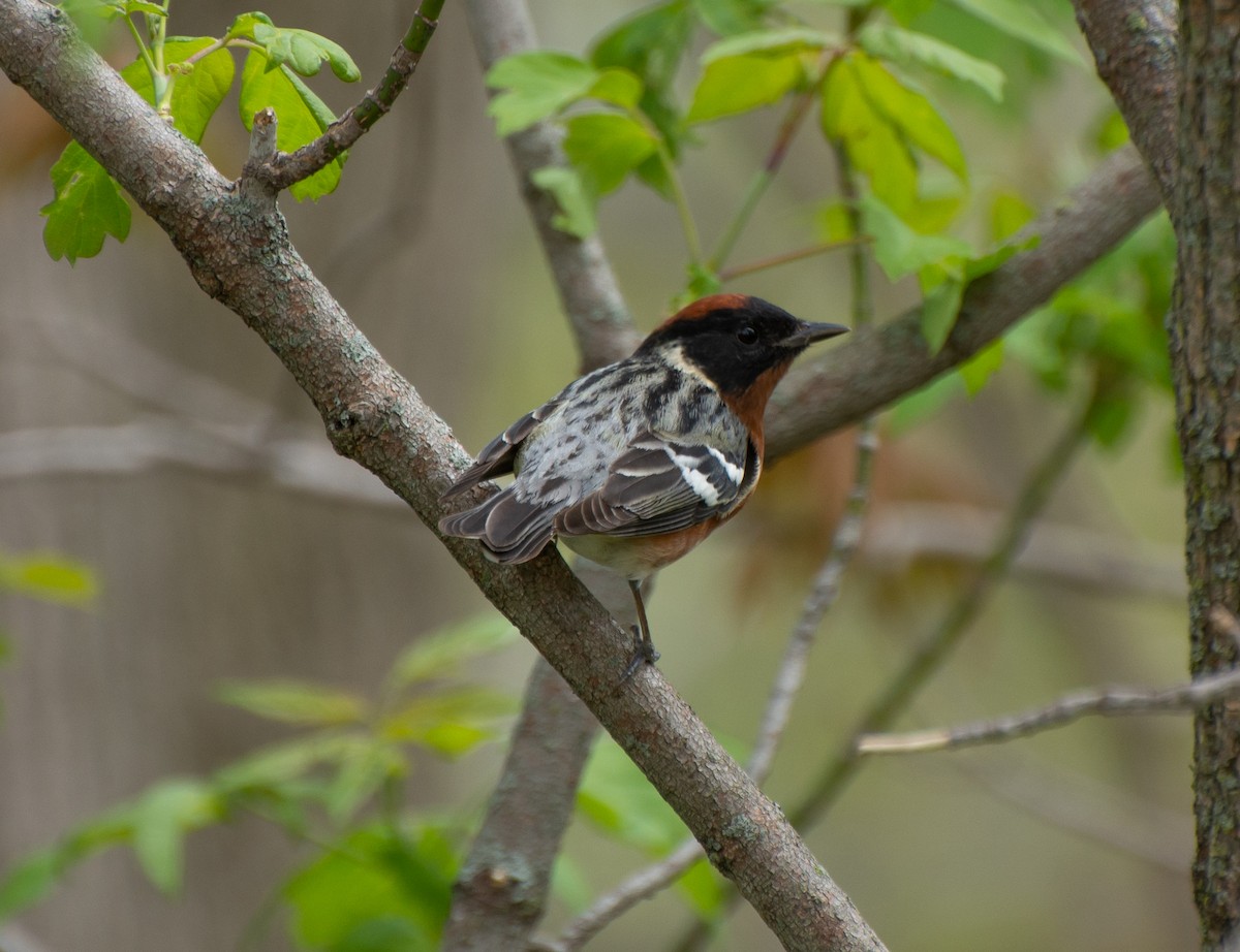 Bay-breasted Warbler - Damon Haan