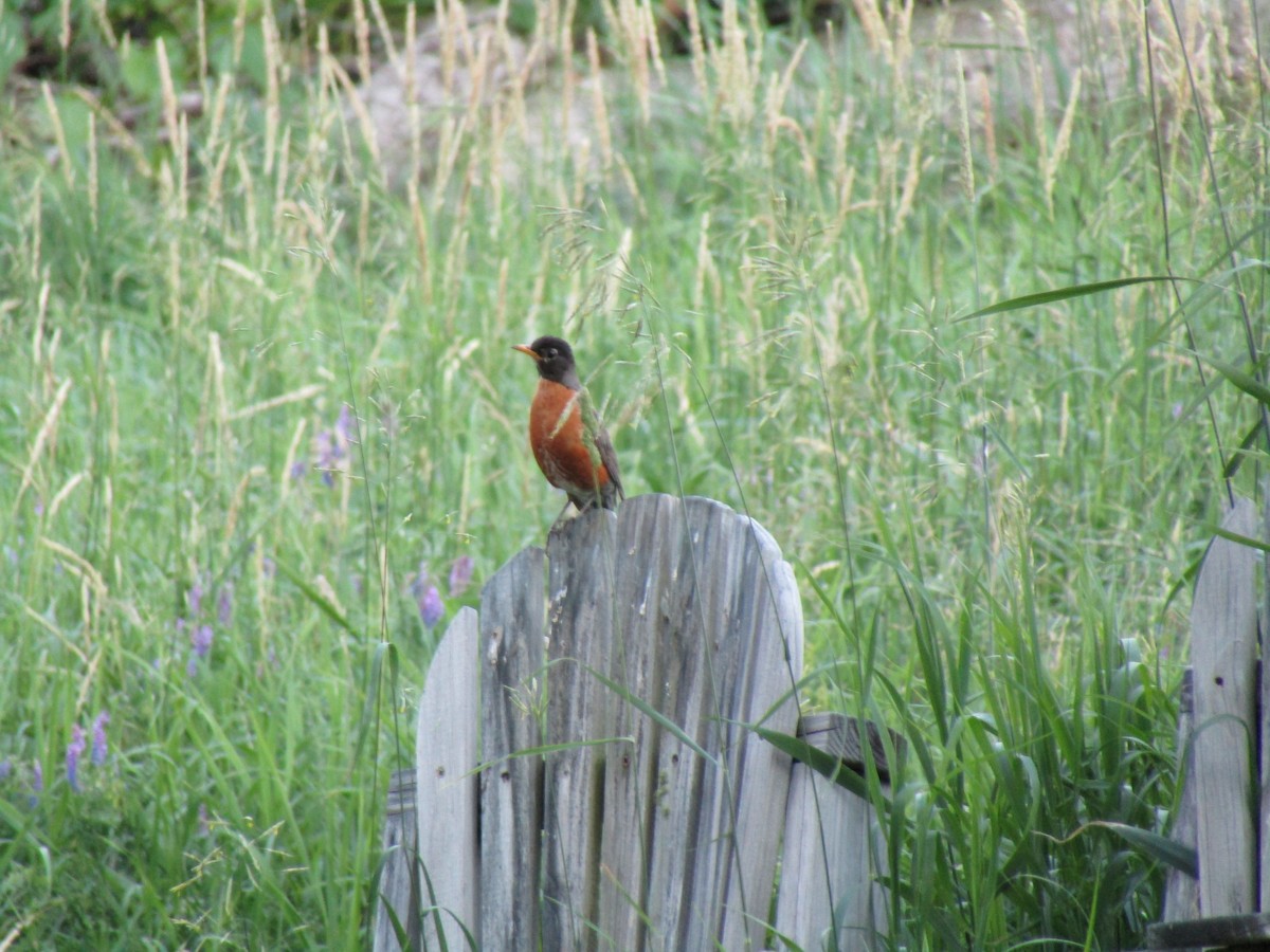 American Robin - ML106058851