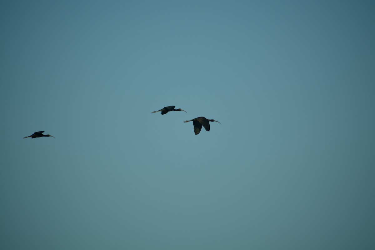 ibis hnědý - ML106059791