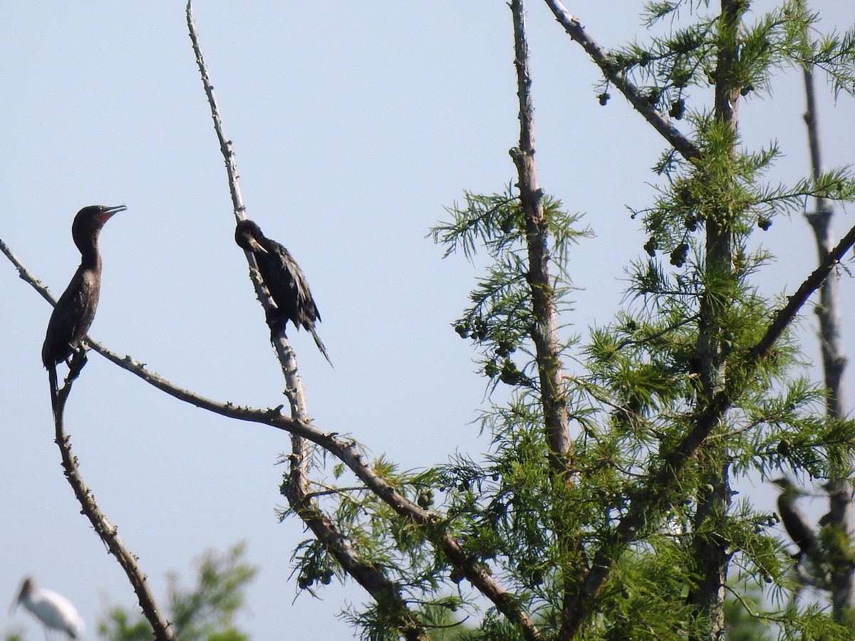 Neotropic Cormorant - ML106060441