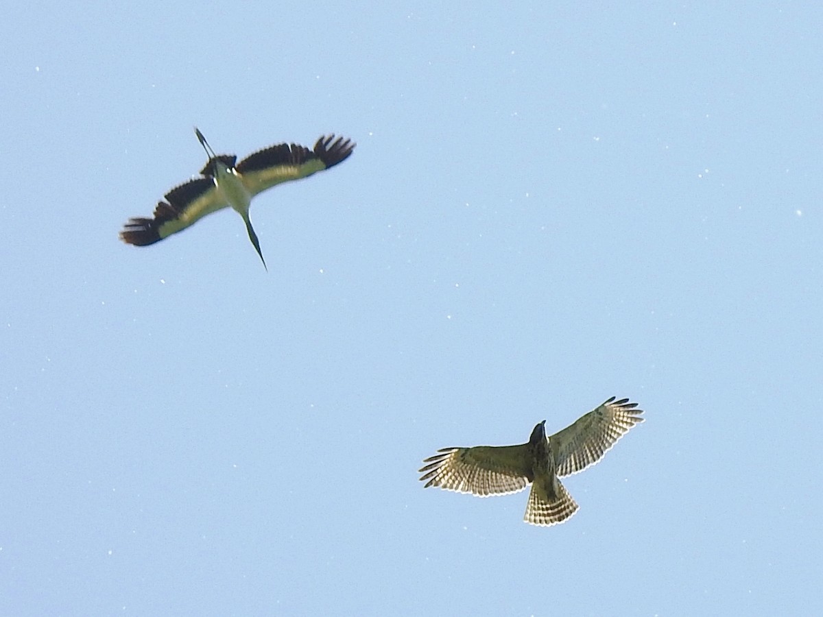 Red-shouldered Hawk - ML106060971