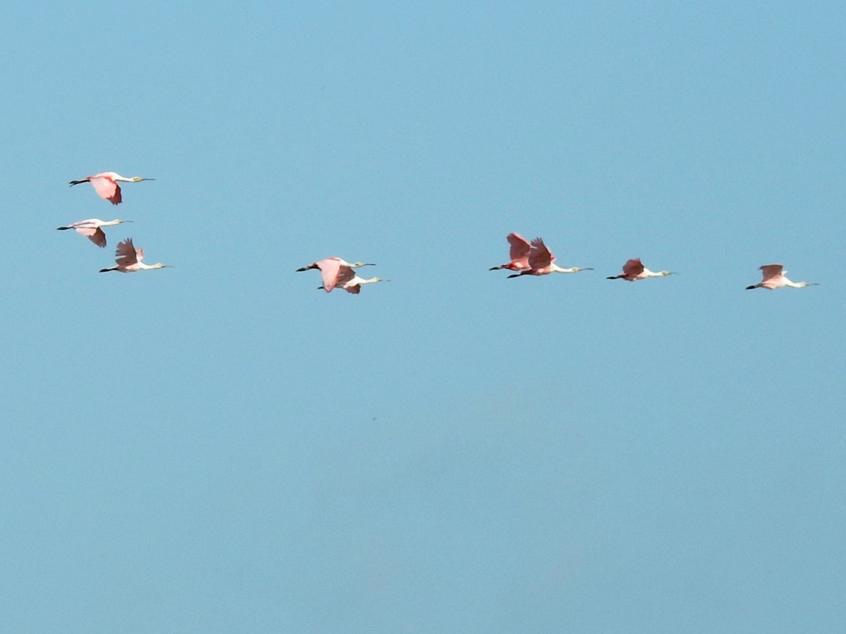 Roseate Spoonbill - ML106061811