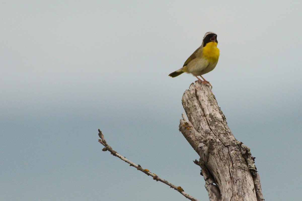 Common Yellowthroat - ML106062151