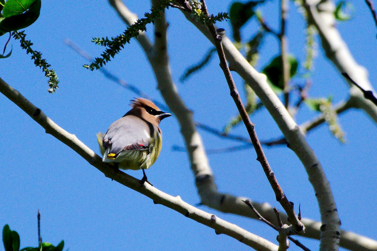 Cedar Waxwing - ML106062851