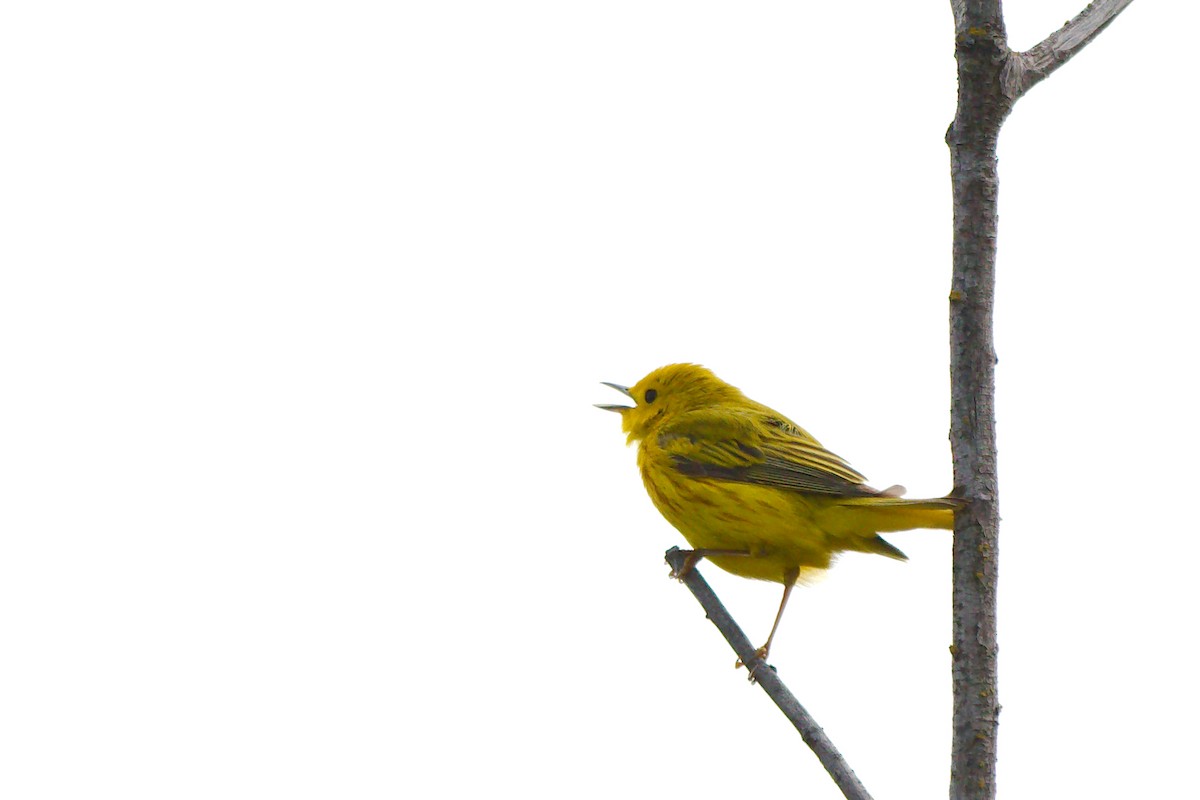 Yellow Warbler (Northern) - ML106062971