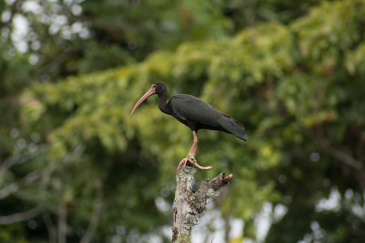 ibis tmavý - ML106063821