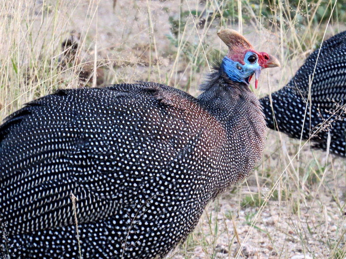 Helmeted Guineafowl - ML106064101