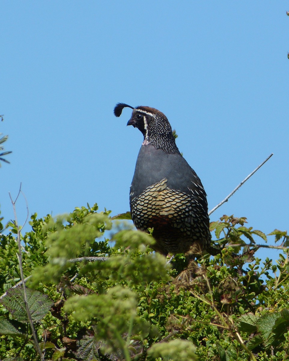 California Quail - Malia DeFelice