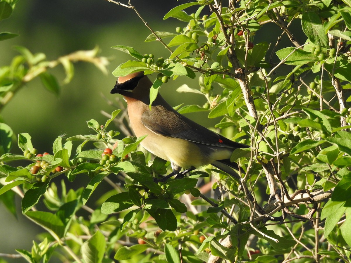 Cedar Waxwing - Richard Wood