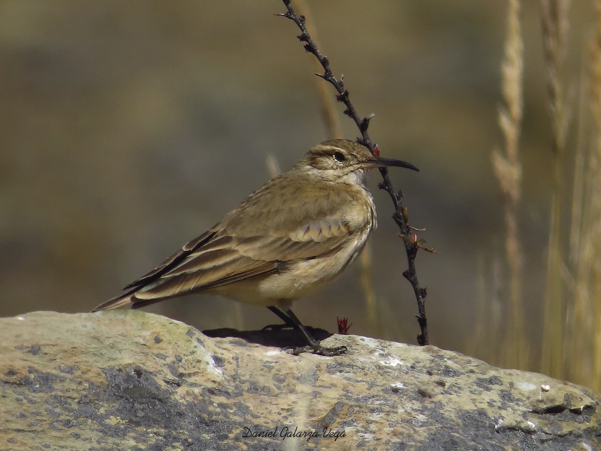 Slender-billed Miner - ML106067441