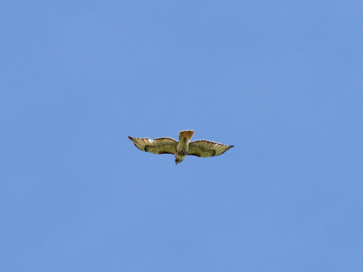 Red-tailed Hawk - ML106067601