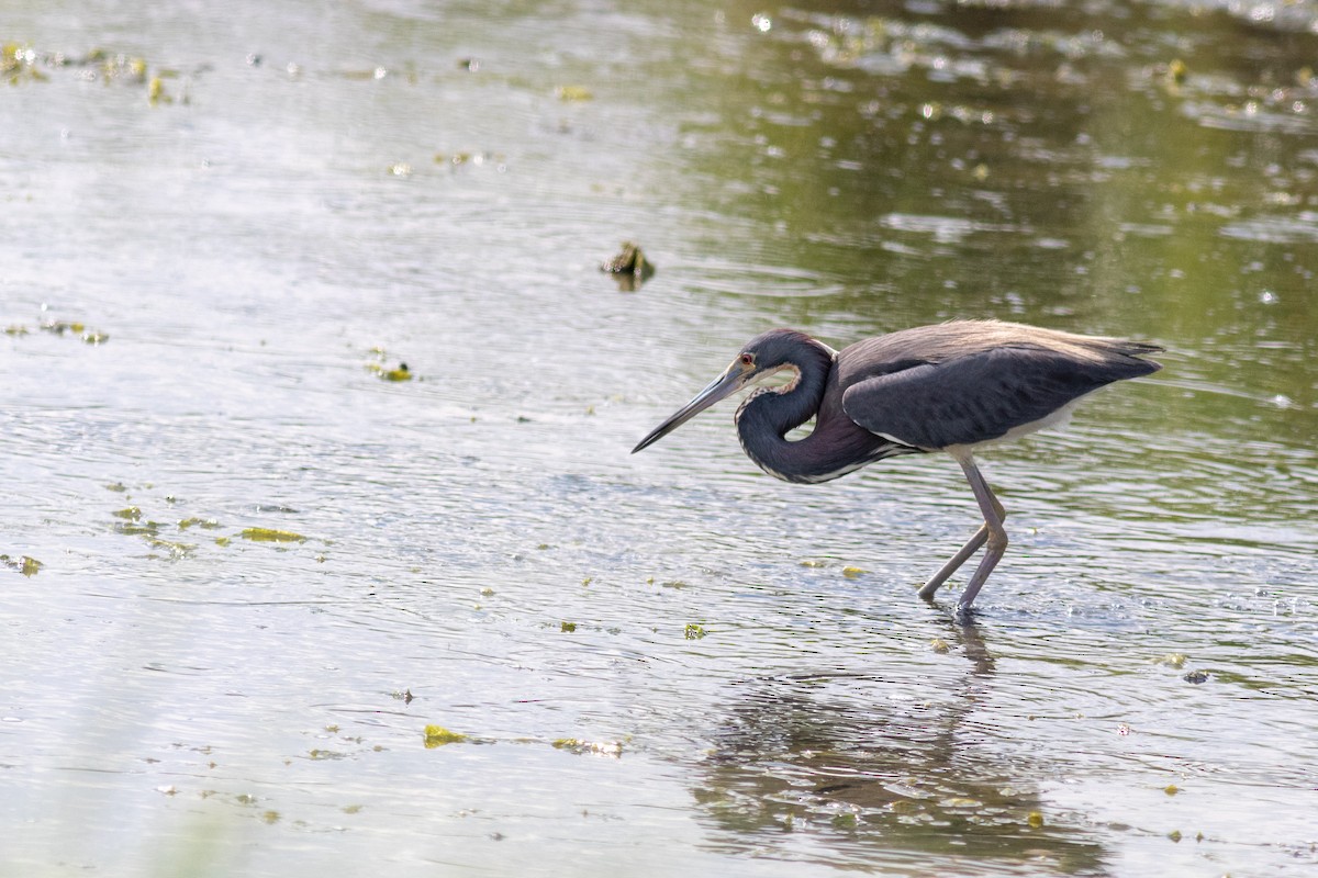 Tricolored Heron - ML106067641