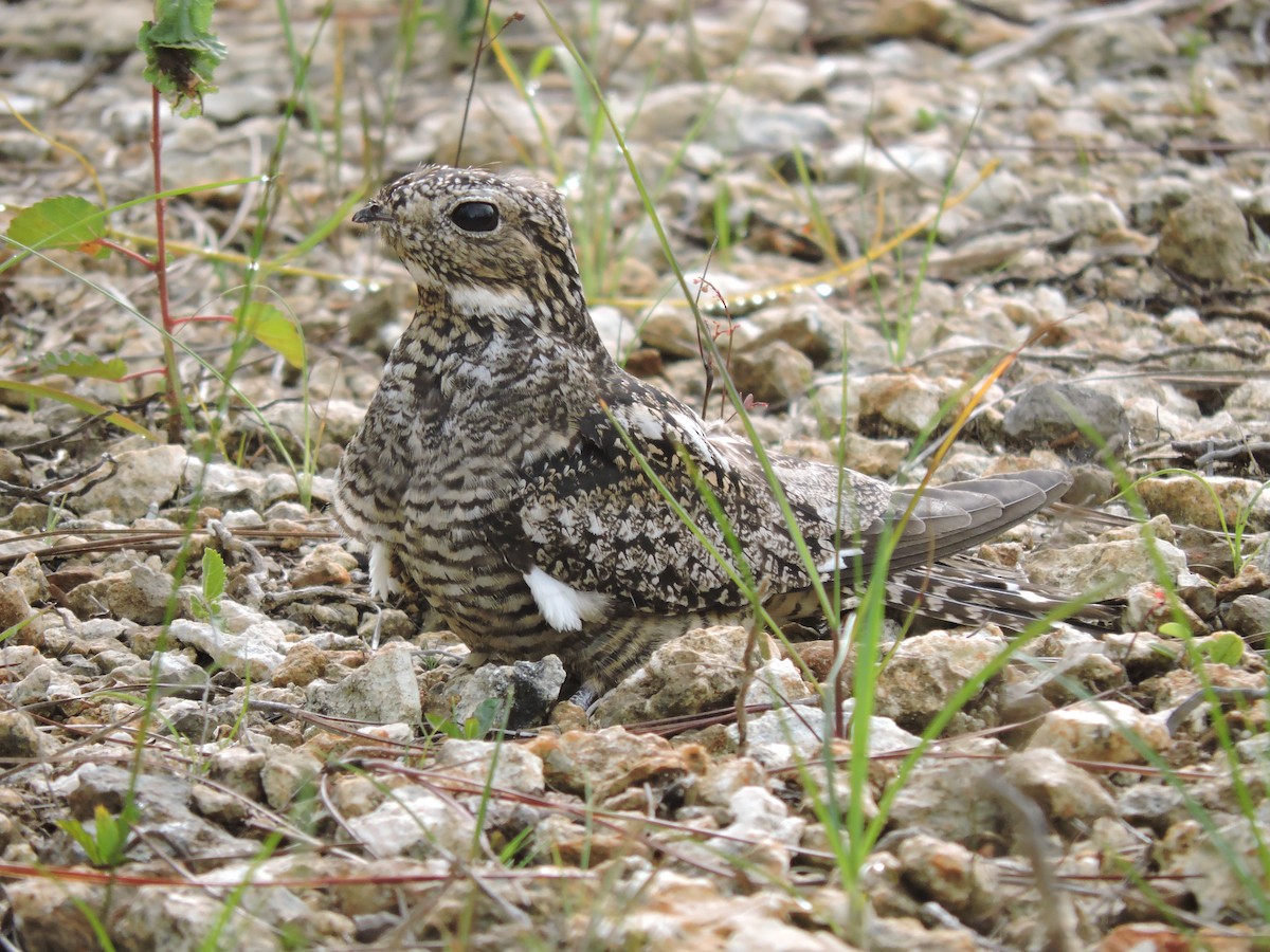 Antillean Nighthawk - ML106067931