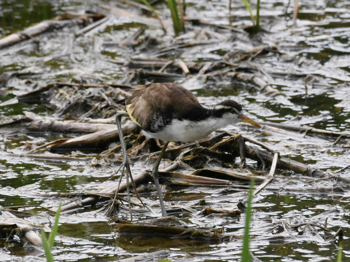 Wattled Jacana - T I