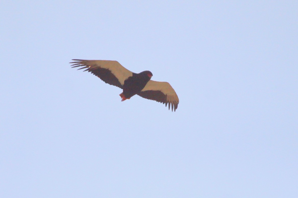 Águila Volatinera - ML106069171